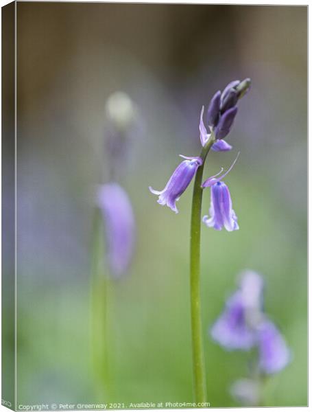 English Spring Bluebells At Vincent's Wood, Freeland, Oxfordshir Canvas Print by Peter Greenway