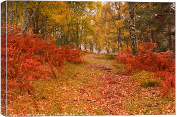 Autumnal woodlands around Little Garve, The Scotti Canvas Print by Peter Greenway