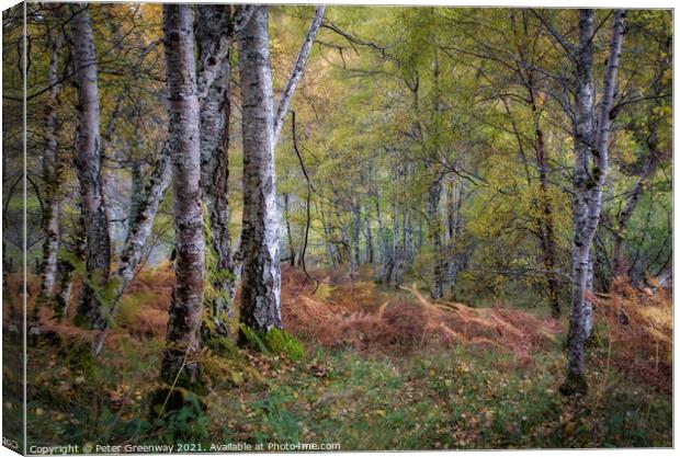 Silver Birch In Woodland Around Divach Falls, Scot Canvas Print by Peter Greenway