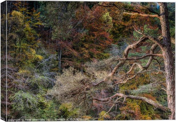 Autumn Tree Colours At The Gorge At Randolphs Leap Canvas Print by Peter Greenway