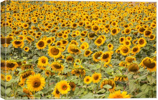 A Field Of Sunflowers In Sandeep, Dordogne, France Canvas Print by Peter Greenway