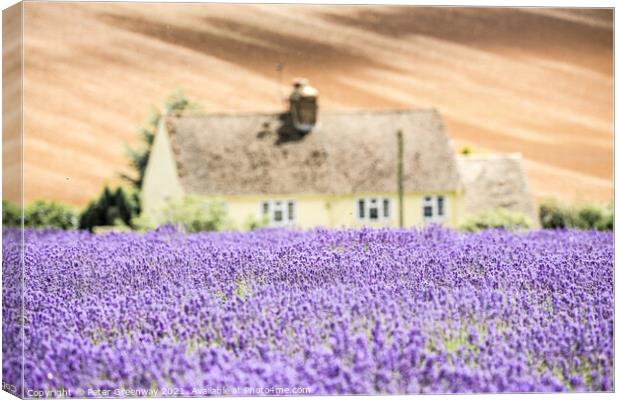 Cotswold Cottage Overlooking The Lavender Fields A Canvas Print by Peter Greenway