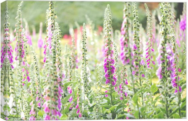 Foxgloves In The Flower Beds Of An English Country Canvas Print by Peter Greenway