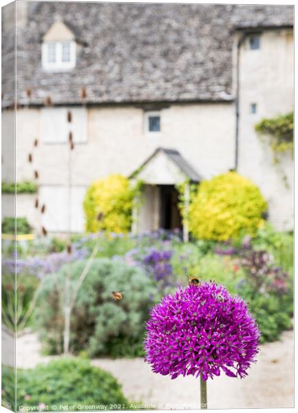 Honey Bee On An Allium Flower in English Cottage G Canvas Print by Peter Greenway