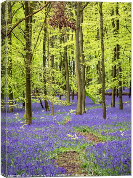 Bluebell Woods - Dockey Wood Ashridge Estate Canvas Print by Peter Greenway
