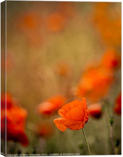 Echoes Of Poppies In The Fields Of Rural Oxfordshire Canvas Print by Peter Greenway