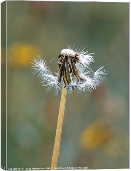 Partly Seeded Dandelion Head ( Taraxacum ) Canvas Print by Peter Greenway