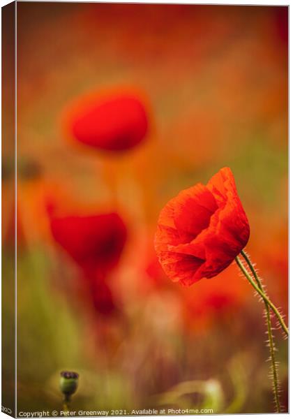 Rural Oxfordshire Poppy Field Canvas Print by Peter Greenway