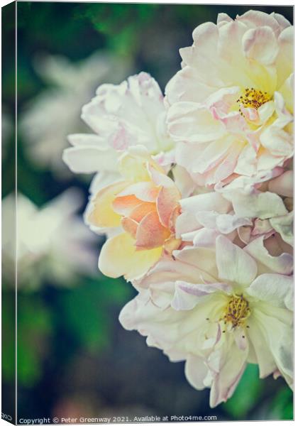 Climbing Roses In The Walled Garden At Rousham Gardens Canvas Print by Peter Greenway