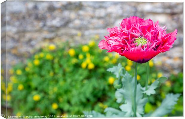 Poppies In Full Bloom In The Kitchen Gardens At Cogges Manor Far Canvas Print by Peter Greenway