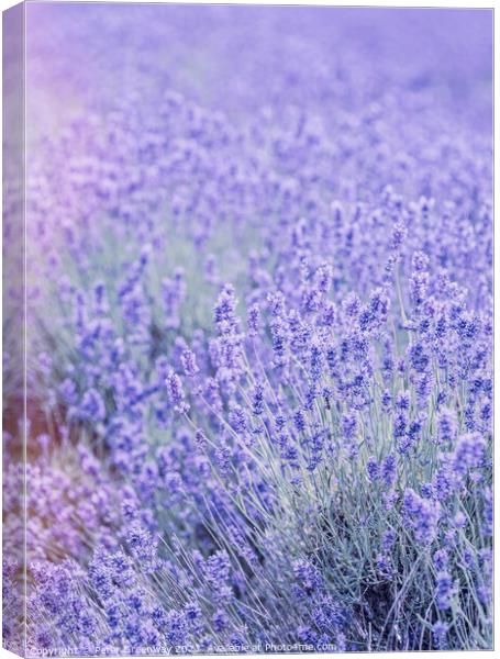 Cotswold Lavender At Snowshill Canvas Print by Peter Greenway