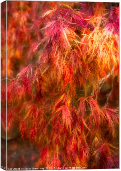 Autumnal Acer Leaves Canvas Print by Peter Greenway