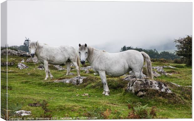 White Horses Grazing On 'Hound' Tor On Dartmoor In Canvas Print by Peter Greenway