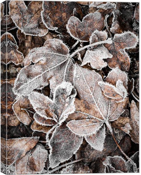 Frosty Garden Leaves After A Haw Frost Canvas Print by Peter Greenway