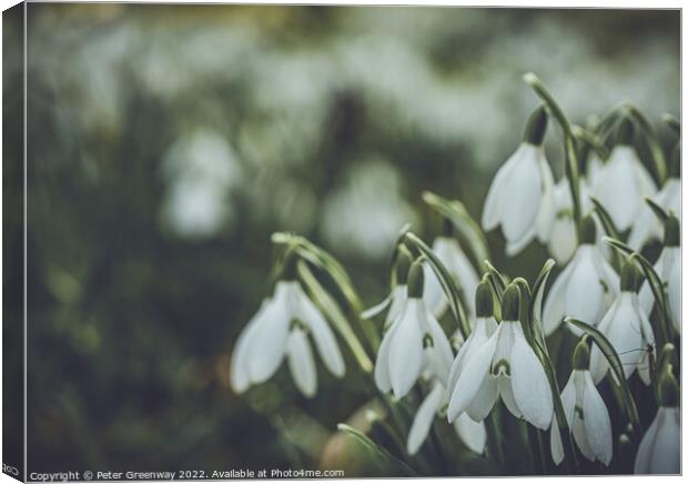 Early Spring Snowdrops Canvas Print by Peter Greenway