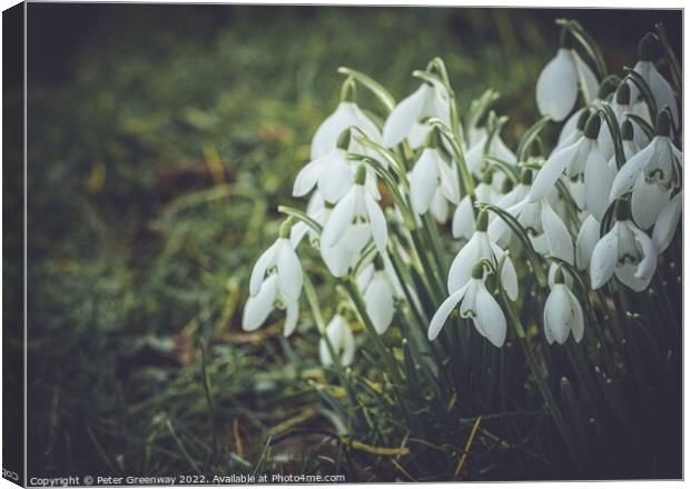 Early Spring Snowdrops Canvas Print by Peter Greenway