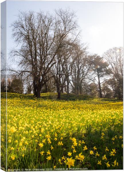 A Sea Of Daffodils In Full Bloom In 'Daffodil Valley' At Waddesd Canvas Print by Peter Greenway