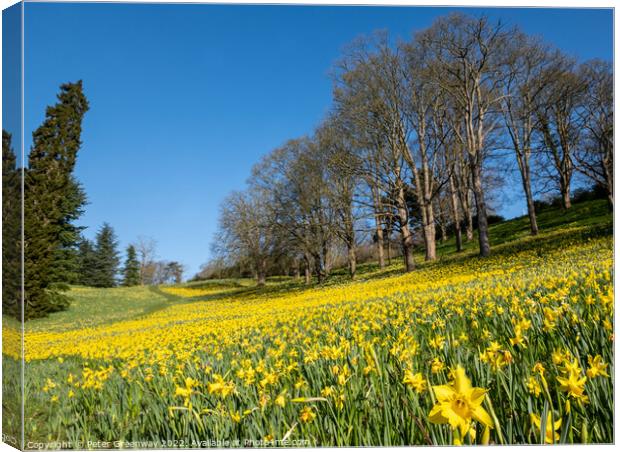 A Sea Of Daffodils In Full Bloom In 'Daffodil Valley' At Waddesd Canvas Print by Peter Greenway