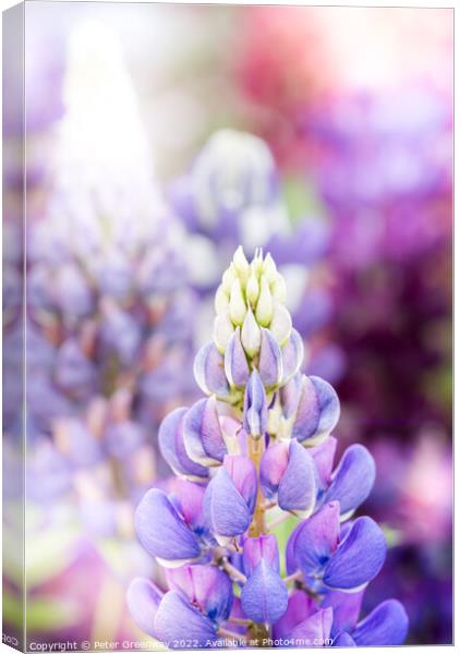Riot Of Multi-Coloured Lupins At A Flower Festival Canvas Print by Peter Greenway
