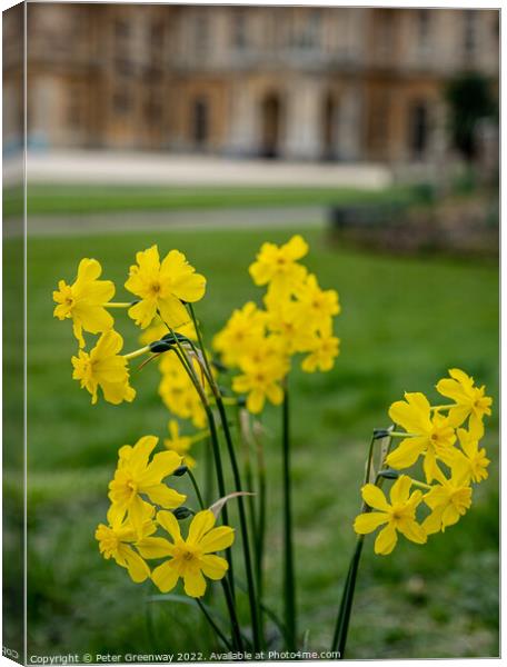 Spring Daffodils ( Narcissus ) in the grounds of Waddesdon Manor, Buckinghamshire Canvas Print by Peter Greenway