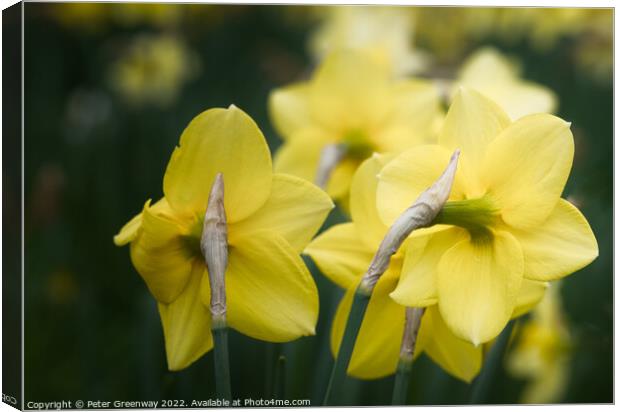 Dreamy Spring Daffodils Canvas Print by Peter Greenway