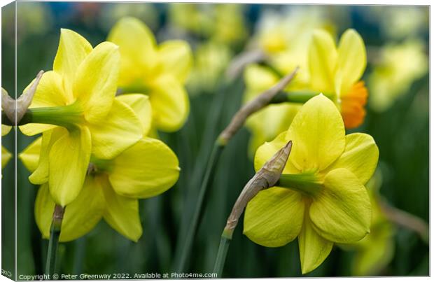 Dreamy Spring Daffodils Canvas Print by Peter Greenway
