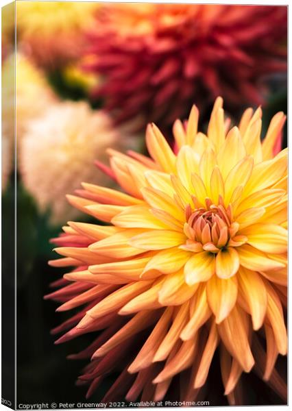 Award Winning Show Dahlia At Wisley Gardens Canvas Print by Peter Greenway