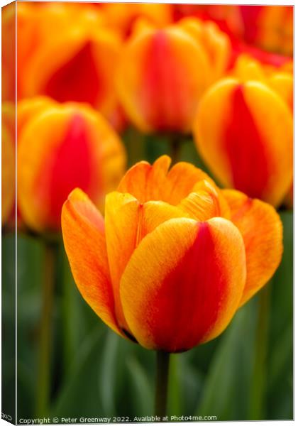 Orange Tulips On the Parterre At Waddesdon Manor, Berkshire Canvas Print by Peter Greenway