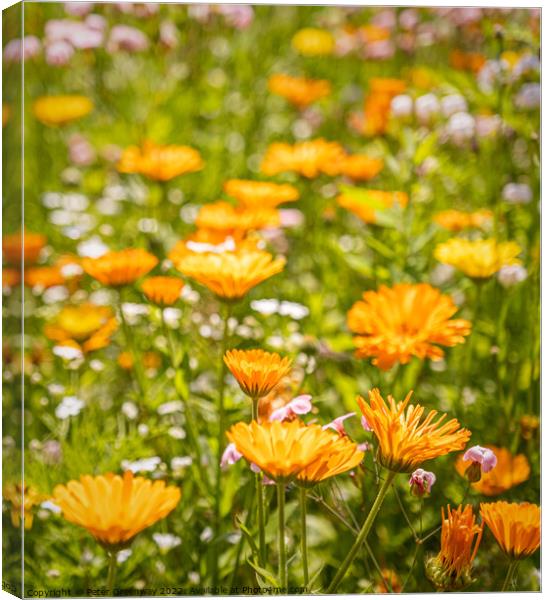Wild English Meadow Flowers At Tatton Park, Cheshire Canvas Print by Peter Greenway