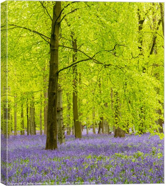 A Carpet Of Bluebells On The Ashridge Estate Canvas Print by Peter Greenway