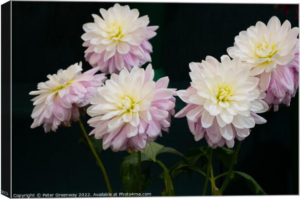 Dahlia Flowers At The RHS Wisley Flower Show  Canvas Print by Peter Greenway