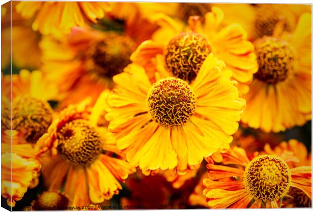 Helenium Autumnale 'Waltrut' In The Walled Garden At Rousham House Canvas Print by Peter Greenway