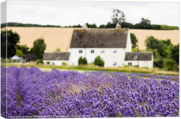 Rows Of Cotswold Lavender In The Fields At Snowshill, Worcesters Canvas Print by Peter Greenway