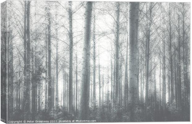 Autumnal trees in the Gypsy Lane Wood, East Hanney Oxfordshire. Canvas Print by Peter Greenway