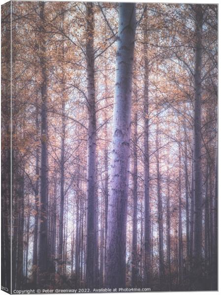 Autumnal trees in the Gypsy Lane Wood, East Hanney Oxfordshire. Canvas Print by Peter Greenway