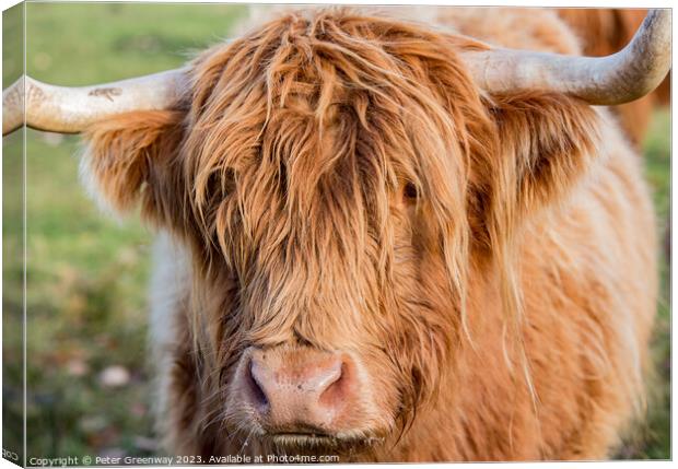 Highland Cow Canvas Print by Peter Greenway