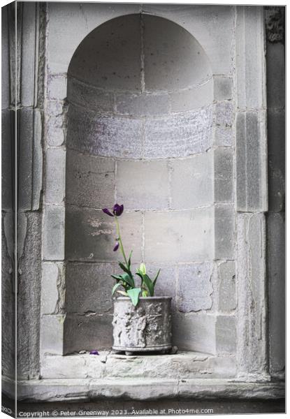 A Purple Plant In A Planter In A Recessed In A Sta Canvas Print by Peter Greenway