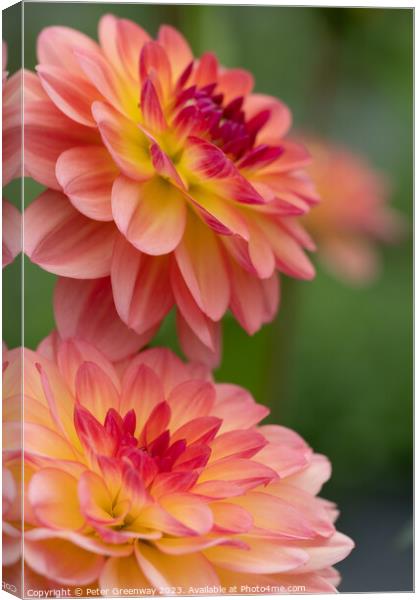 Colourful Dahlias In Full Bloom Canvas Print by Peter Greenway