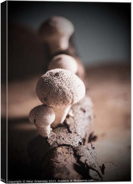 Studio Image Of Spikey Puffball Mushrooms Canvas Print by Peter Greenway