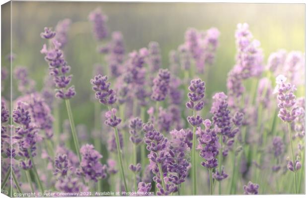 Stylised Image Of Lavender Fields Canvas Print by Peter Greenway