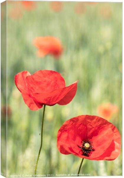 Poppies In The Fields in The Cotswolds Canvas Print by Peter Greenway