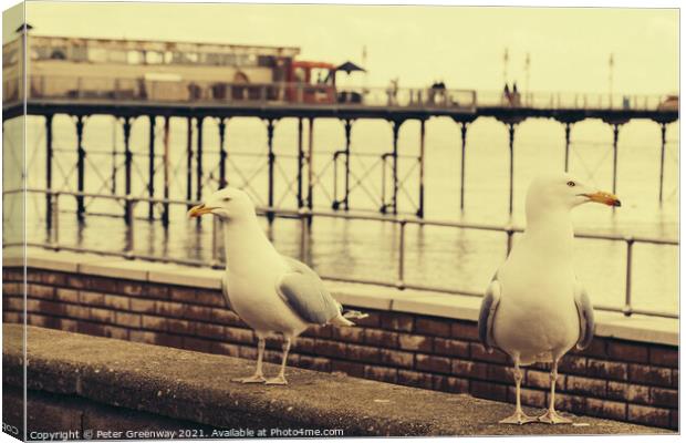 Juxtaposition Seagulls On The Lookout For Food Canvas Print by Peter Greenway