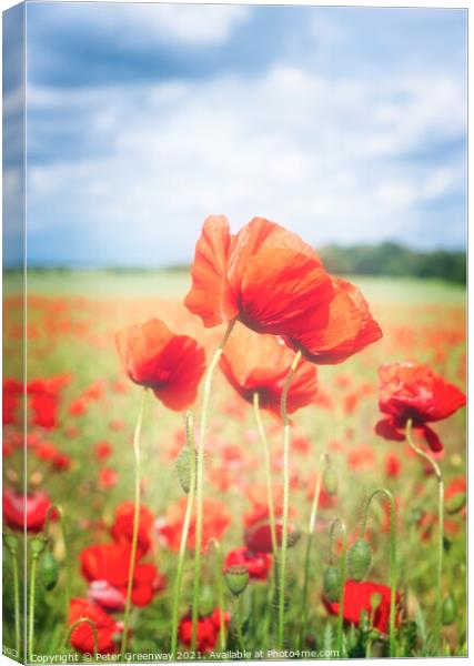 Cotswold Poppies Canvas Print by Peter Greenway