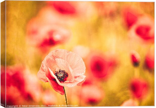 The Dance Of The Poppies Canvas Print by Peter Greenway