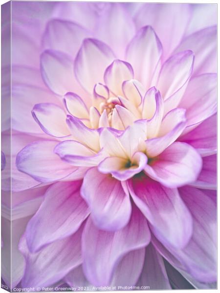 The Heart Of  A Lilac & Cream Dahlia Flower Canvas Print by Peter Greenway