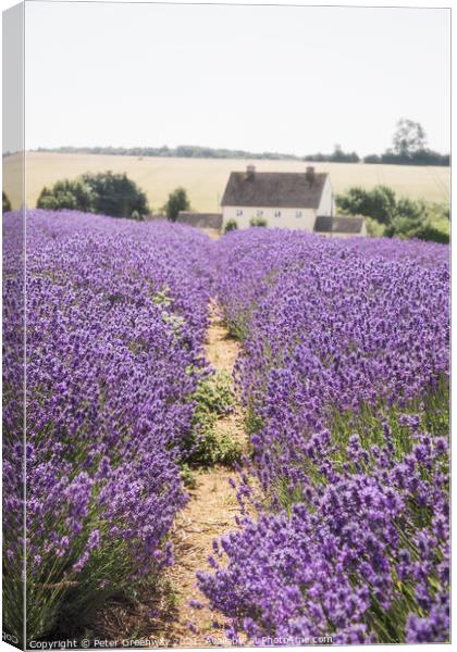 Rows Of Cotswolds Lavender At Snowshill, Glouceste Canvas Print by Peter Greenway