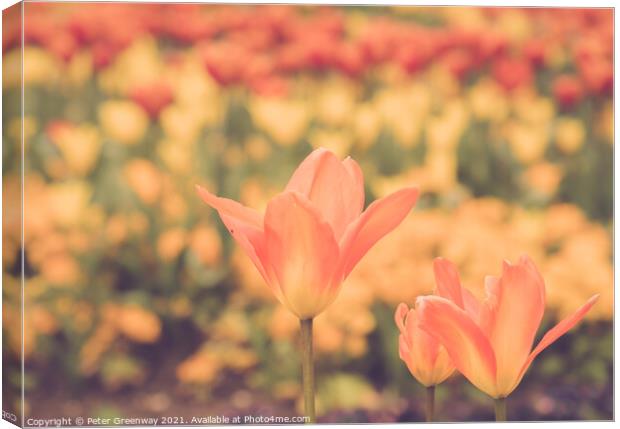 Giant Orange Tulips In Full Bloom In The Parterre  Canvas Print by Peter Greenway