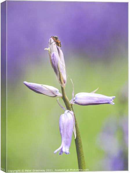 A Bug On Unopened Bluebell Heads At Dockey Wood On Canvas Print by Peter Greenway