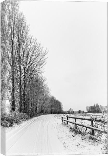 Row Of Tall Trees In The Snowy Rural Landscape Aro Canvas Print by Peter Greenway