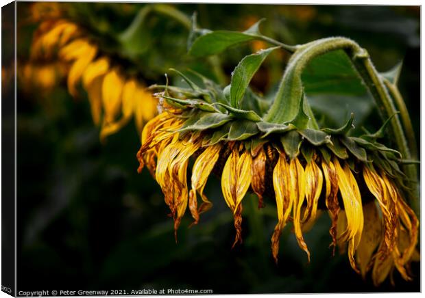 A Drooping Sunflower Head Slightly Past Its Best Canvas Print by Peter Greenway